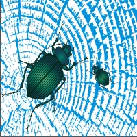 CorelDraw Vectors CDR File – Vector Insect Outline illustration – Download CorelDraw vector insect creative design